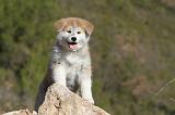 AKITA INU 067